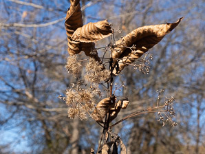 Eutrochium fistulosum (hollow Joe-Pye weed, trumpetweed, purple thoroughwort)