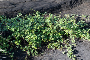 Grona adscendens (ascending grape)