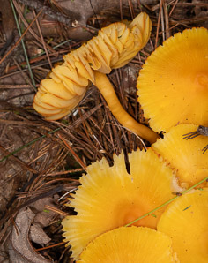 Humidicutis marginata (orange-gilled waxy cap)