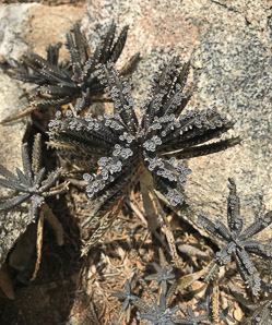 Kalanchoe delagoensis (chandelier plant, devil’s backbone, lizard plant, mother-in-law-plant, mother of millons)