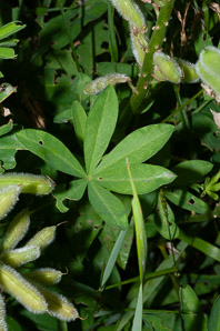 Lupinus polyphyllus (large-leaved lupine, big-leaved lupine, many-leaved lupine, bigleaf lupine)