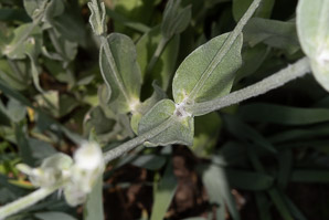 Lychnis coronaria (catchfly, rose campion)