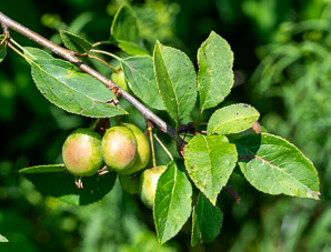 Malus pumila (apple, paradise apple)