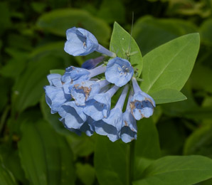 Mertensia virginica (Virginia bluebells)