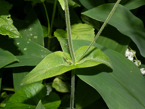 Phlox stolonifera (creeping phlox)