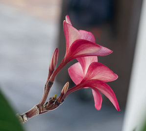Plumeria rubra (templetree)