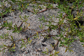 Sesuvium edmondstonei (Galápagos carpet weed, Galápagos carpetweed, sesuvium)
