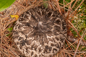 Strobilomyces strobilaceus (old man of the woods)