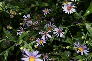 Symphyotrichum oolentangiense (sky blue aster, skyblue aster)