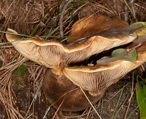 Tapinella atrotomentosa