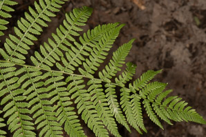 Thelypteris noveboracensis (New York fern)