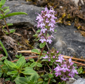 Thymus L. (thyme)