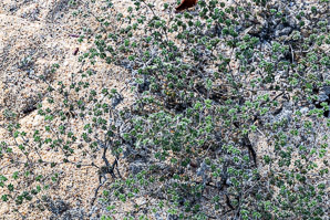 Tiquilia galapagoa (gray matplant, tiquilla)