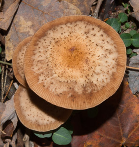Armillaria ostoyae (dark honey fungus, honey fungus)