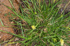 Cenchrus longispinus