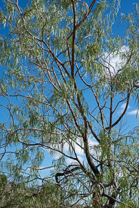 Chilopsis linearis (desert willow)