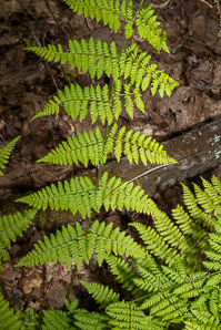 Dryopteris intermedia (evergreen wood fern, intermediate wood fern, intermediate shield fern, fancy wood fern, glandular wood fern, American shield fern, common wood fern, intermediate woodfern)