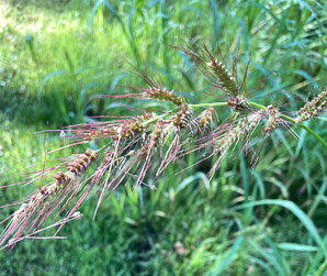 Echinochloa crus-galli (barnyard grass, barnyardgrass)