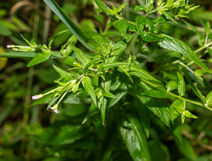Epilobium ciliatum (northern willowherb, slender willow herb, fringed willowherb, willowherb, American willow-herb)
