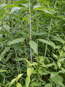 Eutrochium fistulosum (hollow Joe-Pye weed, trumpetweed, purple thoroughwort)