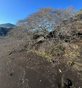 Hippomane mancinella (manchineel tree, manchineel)
