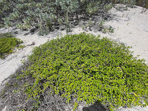 Lantana involucrata (wild lantana, wild sage, buttonsage)