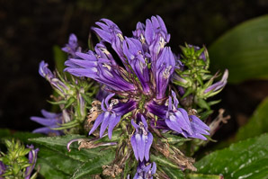 Lobelia siphilitica (great blue lobelia)