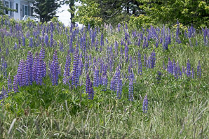Lupinus perennis (lupine, wild lupine, sundial lupine)