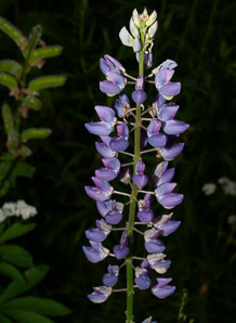 Lupinus polyphyllus (large-leaved lupine, big-leaved lupine, many-leaved lupine, bigleaf lupine)