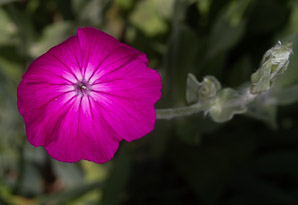 Lychnis coronaria (catchfly, rose campion)