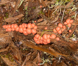 Lycogala epidendrum (Wolf’s milk slime mold)