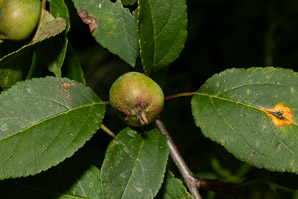 Malus pumila (apple, paradise apple)