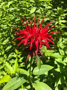 Monarda didyma (bergamot, scarlet beebalm, scarlet monarda, Oswego tea, crimson beebalm)
