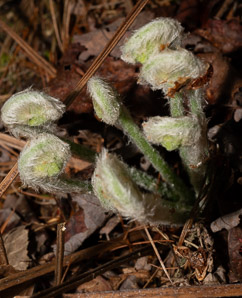Osmunda claytoniana (interrupted fern)