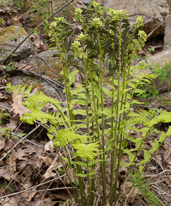 Osmunda claytoniana (interrupted fern)