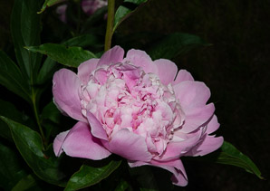 Paeonia lactiflora (peony, Chinese peony)