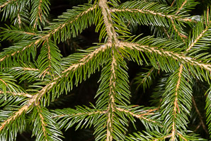 Picea abies (Norway spruce)