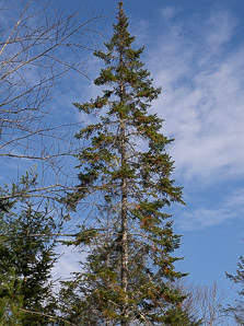 Picea mariana (black spruce)