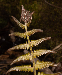 Pteridium aquilinum (bracken, bracken fern, western brackenfern, pasture brake)