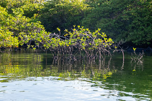 Rhizophora mangle (red mangrove)