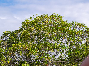 Rhizophora mangle (red mangrove)