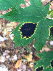Rhytisma acerinum