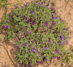 Tiquilia mexicana (Mexican crinklemat, spiderwort)
