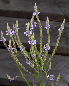 Verbena hastata (blue vervain, blue verbena, swamp vervain, Simpler’s joy, common verbena, swamp verbena)