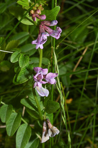 Vicia sepium (bush vetch)