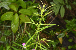 Agalinis purpurea (purple false foxglove, smooth gerardia)