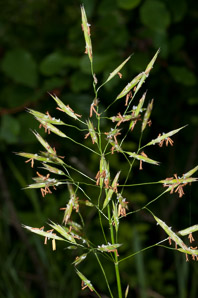 Bromus inermis (smooth brome)