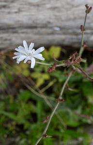 Cichorium intybus (chicory)