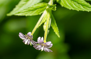 Epilobium ciliatum (northern willowherb, slender willow herb, fringed willowherb, willowherb, American willow-herb)