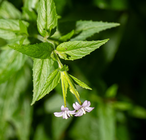 Epilobium ciliatum (northern willowherb, slender willow herb, fringed willowherb, willowherb, American willow-herb)